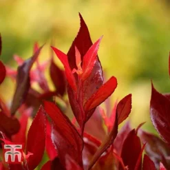 Leucothoe Axillaris 'Little Flames' -Florist Zone LEUC 66323 C