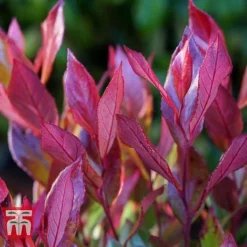 Leucothoe Axillaris 'Little Flames' -Florist Zone LEUC 66323 D
