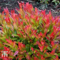 Leucothoe Axillaris 'Little Flames' -Florist Zone LEUC 66323 F