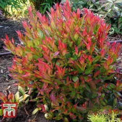 Leucothoe Axillaris 'Little Flames' -Florist Zone LEUC 66323 G