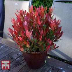 Leucothoe Axillaris 'Little Flames' -Florist Zone LEUC 66323 H