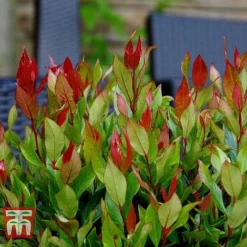 Leucothoe Axillaris 'Little Flames' -Florist Zone LEUC 66323 I