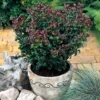 Leucothoe Axillaris 'Curly Red'