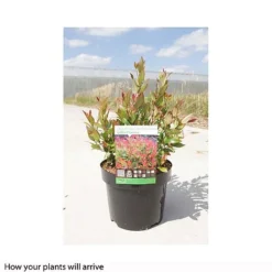 Leucothoe Axillaris 'Little Flames' -Florist Zone LEUC T66323 B h