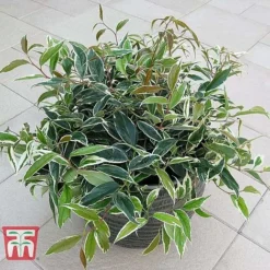 Leucothoe Fontanesiana 'Whitewater' -Florist Zone LEUC T66326 C