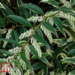 Leucothoe Fontanesiana 'Whitewater' -Florist Zone LEUC T66326 D