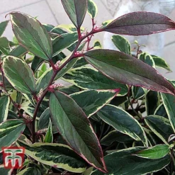 Leucothoe Fontanesiana 'Whitewater' -Florist Zone LEUC T66326 E