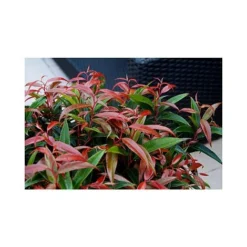 Leucothoe Keiskei 'Burning Love' -Florist Zone LEUC T66327 A h