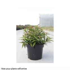 Leucothoe Keiskei 'Burning Love' -Florist Zone LEUC T66327 B h