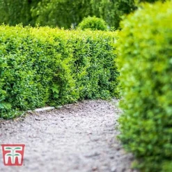 Ligustrum Vulgare -Florist Zone LIG KB3249 C
