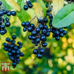 Ligustrum Vulgare -Florist Zone LIG KB3249 D