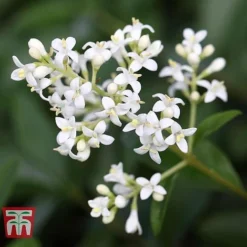 Ligustrum Vulgare -Florist Zone LIG KB3249 e