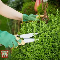 Ligustrum Ovalifolium -Florist Zone LIG T58258 C