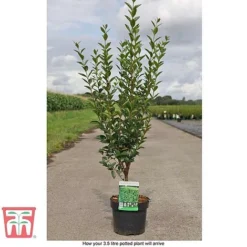 Ligustrum Ovalifolium -Florist Zone LIG T58258 D1