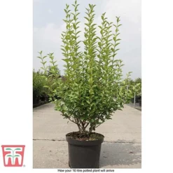Ligustrum Ovalifolium -Florist Zone LIG T58258 E1