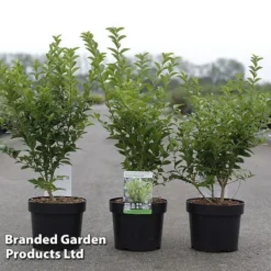 Ligustrum Ovalifolium 'Green Diamond'