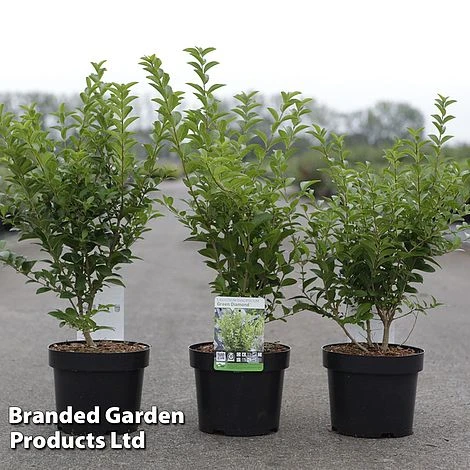 Ligustrum Ovalifolium 'Green Diamond' 1 Ligustrum Ovalifolium 'Green Diamond'
