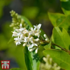 Ligustrum Ovalifolium -Florist Zone LIGU OVALIFOLI W34588 TM