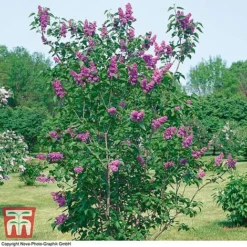 Lilac 'Charles Joly' -Florist Zone LILA T79095 C