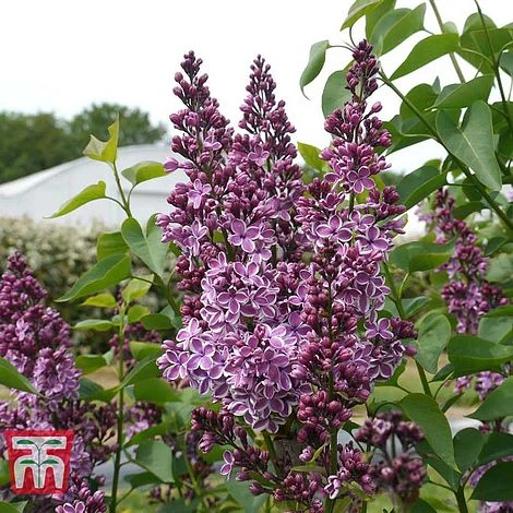 Lilac 'Sensation' 2 Lilac 'Sensation' - Image 2