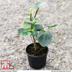 Lilac 'Sensation' 8 Lilac 'Sensation' -Florist Zone LILA T79105 D