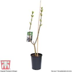 Lilac 'Sensation' 9 Lilac 'Sensation' -Florist Zone LILA T79105 E