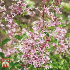 Lilac 'Bloomerang Pink Perfume' -Florist Zone LILA T79744 C2