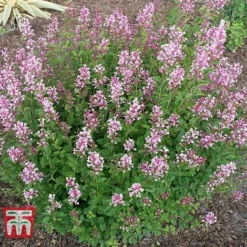Lilac 'Bloomerang Pink Perfume' -Florist Zone LILA T79744 E