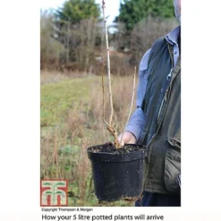 Lilac 'Charles Joly' -Florist Zone LILA T81195P B2