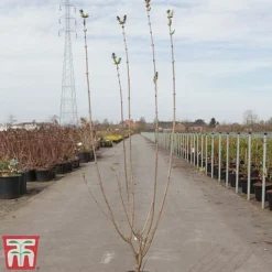 Lilac 'Esther Staley' -Florist Zone LILA TKA3550 A