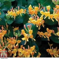 Lonicera X Tellmanniana