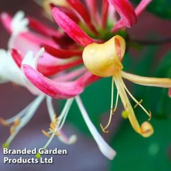 Honeysuckle 'Dart's World' -Florist Zone LONI WKB6545 A
