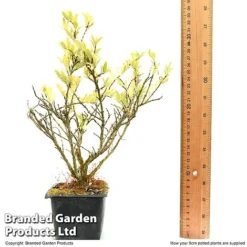 Lonicera Pileata -Florist Zone LONI PILEAT9CM T50089