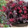 Loropetalum Chinense Var. Rubrum 'Ever Red'