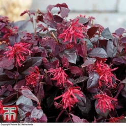 Loropetalum Chinense Var. Rubrum 'Ever Red' -Florist Zone LORO TKA8393 C
