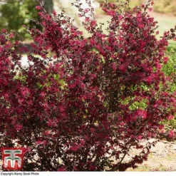 Loropetalum Chinense Var. Rubrum 'Ever Red' -Florist Zone LORO TKA8393 D