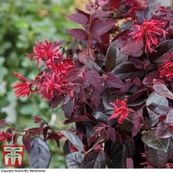 Loropetalum Chinense Var. Rubrum 'Ever Red' -Florist Zone LORO TKA8393 E