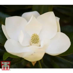 Magnolia Grandiflora 'Alta' -Florist Zone MAGN KB0613 A