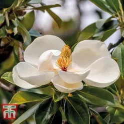 Magnolia Grandiflora 'Alta' -Florist Zone MAGN KB0613 D