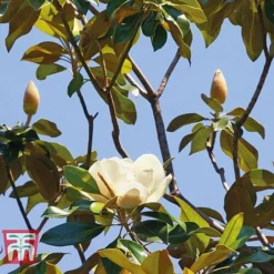Magnolia Grandiflora 'Alta' -Florist Zone MAGN KB0613 E