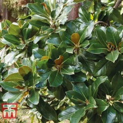 Magnolia Grandiflora 'Alta' -Florist Zone MAGN KB0613 F