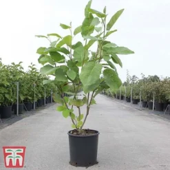 Magnolia Sieboldii -Florist Zone MAGN TKA3242 A