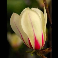Magnolia Denudata 'Sunrise' (Patio Standard) -Florist Zone MAGN t59763 A1