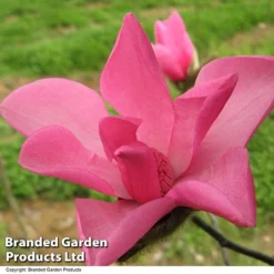 Magnolia 'Fire' -Florist Zone MAGN FIRE T51559