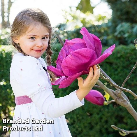 Magnolia 'Meganolia' 1 Magnolia 'Meganolia'