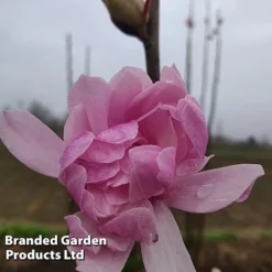 Magnolia 'Pink Perfection' 8 Magnolia 'Pink Perfection' -Florist Zone MAGN PINKPERFE S51731