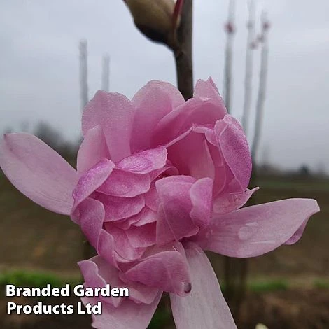Magnolia 'Pink Perfection' 3 Magnolia 'Pink Perfection' - Image 3