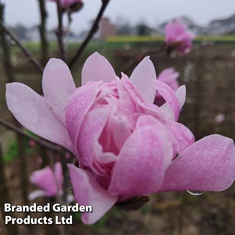Magnolia 'Pink Perfection' 2 Magnolia 'Pink Perfection' - Image 2