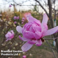 Magnolia 'Pink Perfection' 9 Magnolia 'Pink Perfection' -Florist Zone MAGN PINKPERFE S51733
