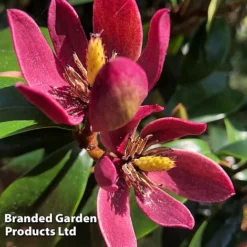 Magnolia Hybrid 'Stellar Ruby' -Florist Zone MAGN STELLARRU S51413